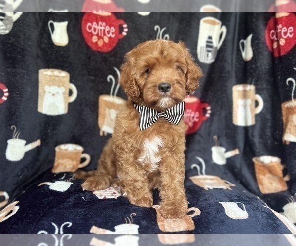 Medium Photo #7 Cavapoo Puppy For Sale in LAKELAND, FL, USA