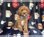 Small #6 Cavapoo
