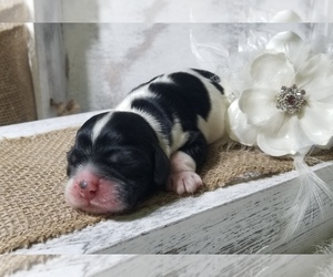 Cocker Spaniel Puppy for sale in TERRY, MS, USA
