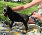 Puppy Puppy 6  Blac Gordon Setter