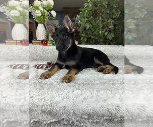 German Shepherd Dog Puppy for sale in GREENFIELD, IN, USA