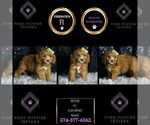 Small Photo #11 Cavapoo Puppy For Sale in WARSAW, IN, USA