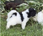 Puppy Rizzo Aussiedoodle