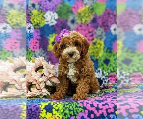 Medium Photo #2 Cavapoo Puppy For Sale in STEVENS, PA, USA