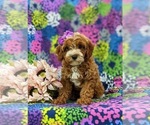 Small Photo #2 Cavapoo Puppy For Sale in STEVENS, PA, USA