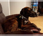 Small #6 Great Dane-Labrador Retriever Mix