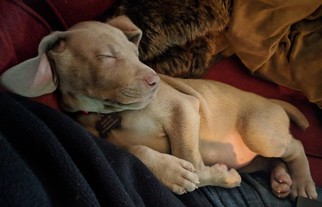 Weimaraner Puppy for sale in ROANOKE, VA, USA