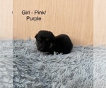 Small #9 German Shepherd Dog