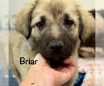 Small #1 Anatolian Shepherd Mix
