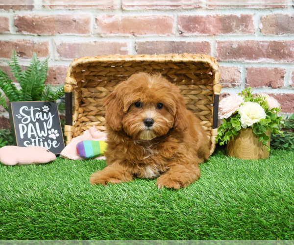 Medium Photo #10 Cavapoo (Miniature) Puppy For Sale in SYRACUSE, IN, USA