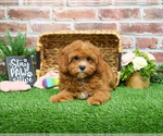 Small #9 Cavapoo (Miniature)
