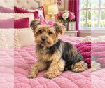 Flowers - Female Mutt Dog for Adoption - Small photo