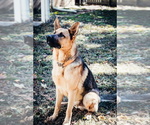 Small Photo #20 German Shepherd Dog Puppy For Sale in MONROE, NC, USA