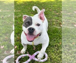 Chaz - Male American Staffordshire Terrier-Unknown Mix Dog for Adoption