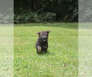 German Shepherd Dog Puppy for sale in POWDER SPRINGS, GA, USA