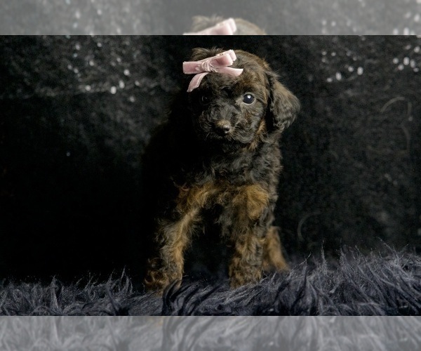 Medium Photo #4 Poodle (Toy) Puppy For Sale in WARSAW, IN, USA