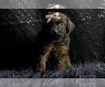 Small #3 Poodle (Toy)