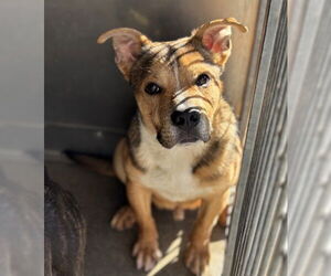 American Pit Bull Terrier-Unknown Mix Dogs for adoption in San Bernardino, CA, USA