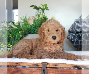 Labradoodle-Poodle (Miniature) Mix Puppy for sale in GORDONVILLE, PA, USA