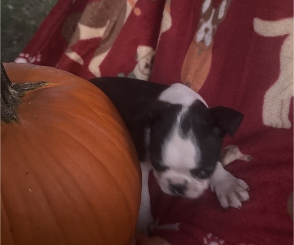 Medium Photo #4 Faux Frenchbo Bulldog Puppy For Sale in MOUNT ORAB, OH, USA