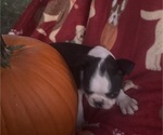 Small #3 Faux Frenchbo Bulldog