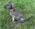 Small #1 Irish Wolfhound