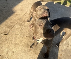 American Bully-American Pit Bull Terrier Mix Puppy for sale in SAN ANTONIO, TX, USA