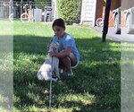 Small #1 Mutt