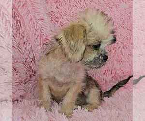Shiffon Puppy for sale in TEMPE, AZ, USA