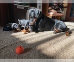 Small Photo #15 Doberman Pinscher Puppy For Sale in VERMILION, OH, USA