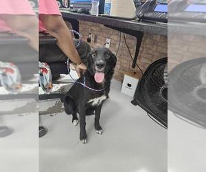 Border Collie-Unknown Mix Dogs for adoption in Temple, TX, USA