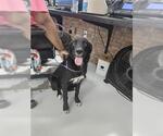 Small Border Collie Mix