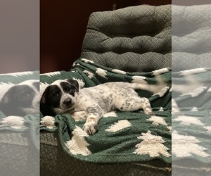 Australian Cattle Dog-Red Heeler Mix Puppy for sale in HILLSBORO, WI, USA