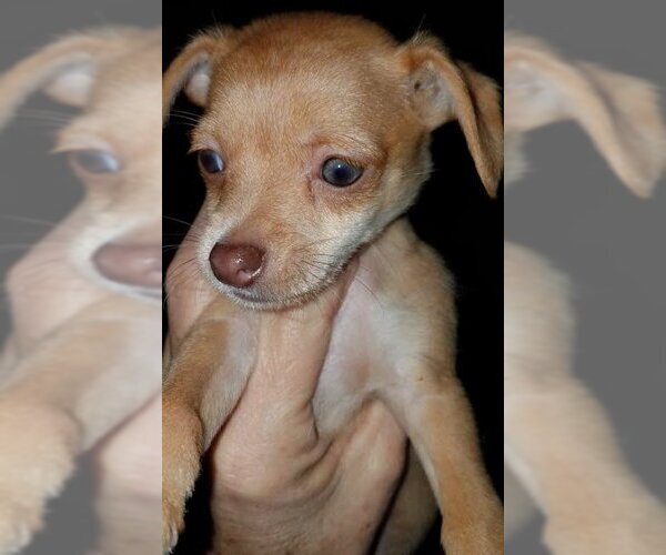 Medium Photo #18 Chihuahua-Unknown Mix Puppy For Sale in Spring, TX, USA