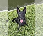 Small #2 Labrador Retriever Mix