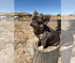 Small #29 French Bulldog