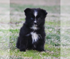 Miniature Australian Shepherd Dog for Adoption in SMITHVILLE, Arkansas USA
