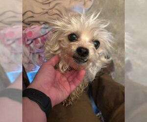 Poodle (Miniature)-Unknown Mix Dogs for adoption in Grafton, WI, USA