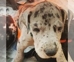 Small Photo #7 Great Dane Puppy For Sale in BOW, NH, USA
