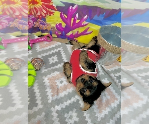 Medium Photo #4 Yorkshire Terrier Puppy For Sale in CASSVILLE, MO, USA
