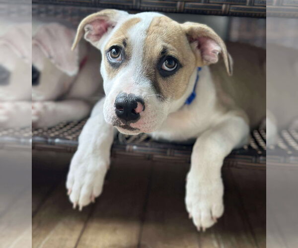 Medium Photo #2 American Pit Bull Terrier-Unknown Mix Puppy For Sale in pomfret, CT, USA