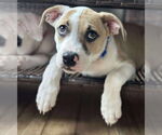Small #1 American Pit Bull Terrier Mix