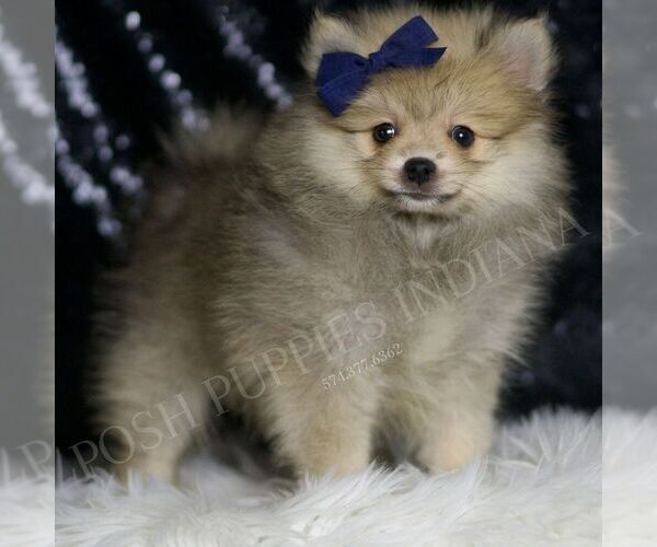 Medium Photo #3 Pomeranian Puppy For Sale in WARSAW, IN, USA