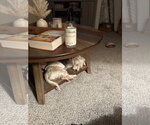 Small #7 Poodle (Miniature) Mix