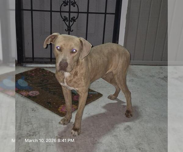 Medium Photo #1 Labrador Retriever-Unknown Mix Puppy For Sale in San Antonio, TX, USA