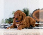 Small #2 Goldendoodle