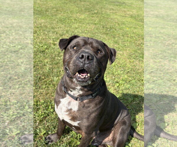 Medium Photo #3 Mastiff-Unknown Mix Puppy For Sale in Jefferson, WI, USA