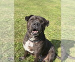 Small #2 Mastiff Mix