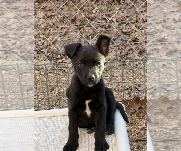Medium Photo #2 Australian Shepherd-Unknown Mix Puppy For Sale in Bolivar, MO, USA