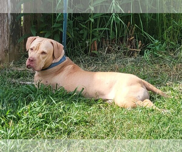 Medium Photo #4 American Pit Bull Terrier-American Staffordshire Terrier Mix Puppy For Sale in Spring, TX, USA